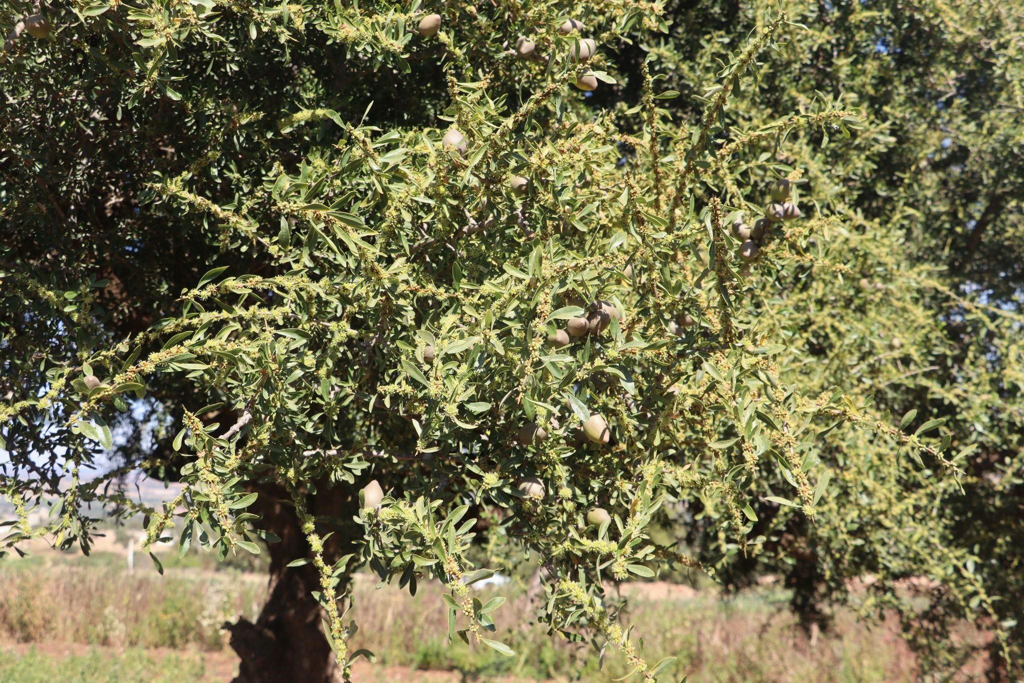 Argan Trees Are Deeply Rooted In Moroccan Sustainable Development