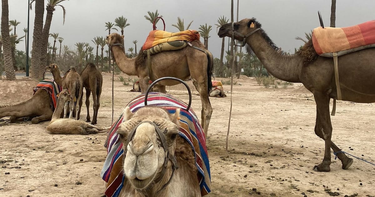 Camel Riding Covers My First Camel Ride — High Atlas Foundation