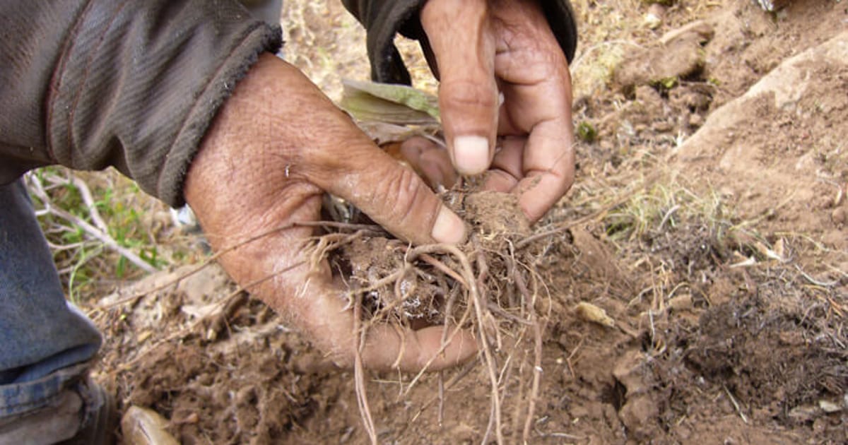 Trade Roots Medicinal root trade, plant conservation and local livelihoods in ...