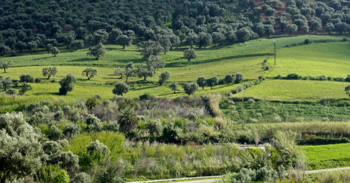 MOROCCAN AGRICULTURE AND RURAL DEVELOPMENT — High Atlas Foundation