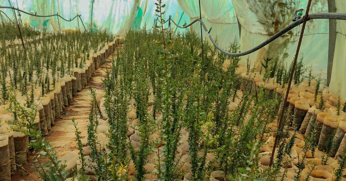 A Visit and Inspiration Over Argan Trees — High Atlas Foundation