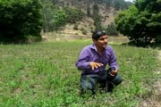 Hassan