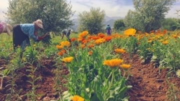 33326310943 e7db279dae z 300x225 1