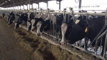 Cows 2