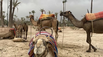 Maroc