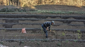 Planting walnut seeds in Tadmamt nursery Februar 13 2025