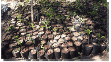 Trees high atlas foundation 1