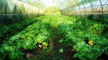 Agriculture