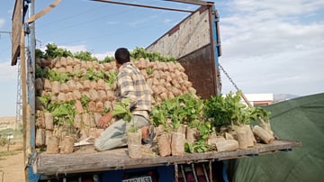 Agro article