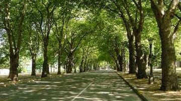 Uypc6gerr4 trees