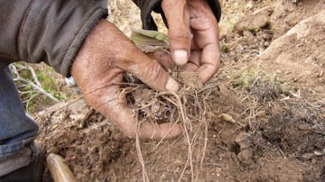 Medicinal root trade