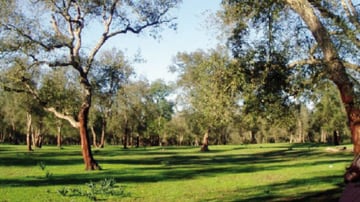 Maamora