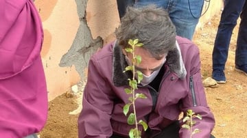 Yossef tree