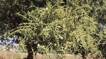 Argan