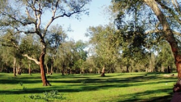 Maamora