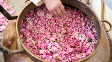 Roses