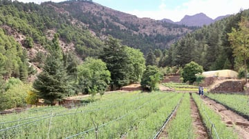 Rows of plants in a field