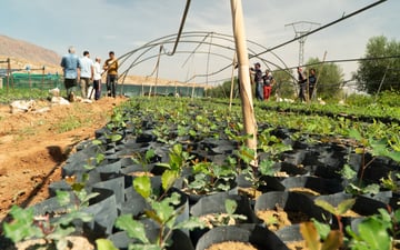 Carob sapling at Maskarat nursery Guercif October 2024