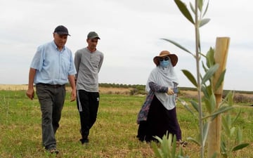 Hajiba tree monitoring