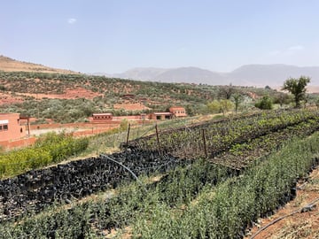 Hadf988