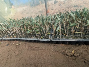 Akrich Februar 13 2025 25