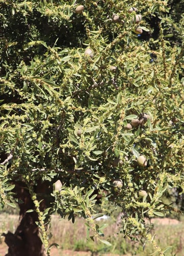 Tree planting 5