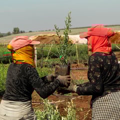 Two people carrying a sapling