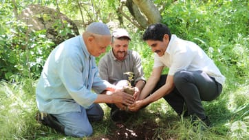 Three men planting a tree