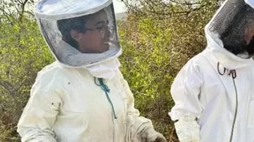 people tending to bees