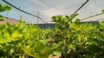 01 Fig trees in Guercif nursey OCTOBER 2024