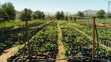 01 irrgating saplings at HAF nurser Guercif October 2024