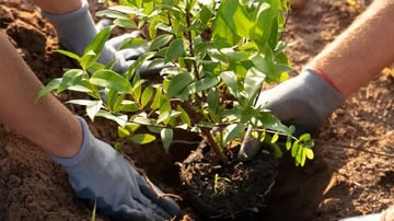 1690767470people planting tree countryside