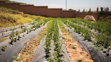 17026616087 921323e612 o