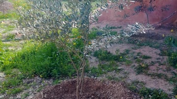 17353759116 5d25e0b2d6 o