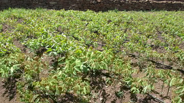 17373770975 ef7ef9fab5 o