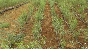 36653115041 d64433b481 o