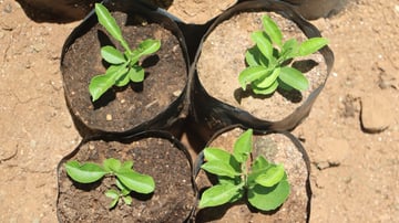 51637860293 f251eb0824 o