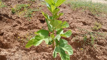 53752517860 87973af4d9 o