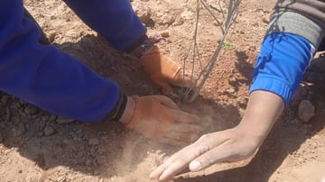 Adeel Planting Activity with Aisha Association in Douar Dcheira Al Qassabi community 2025 04 20 15 1