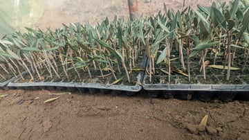 Akrich Februar 13 2025 25