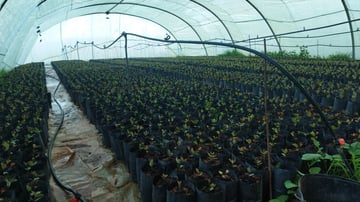 Argan nursery