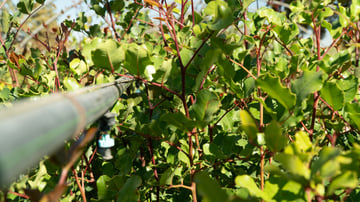 BBBS Irrigating pipe Carob saplings Ain leuh nursery october 2024