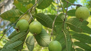 Black Walnut Tree Value Whatto Know