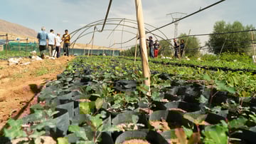 Carob sapling at Maskarat nursery Guercif October 2024
