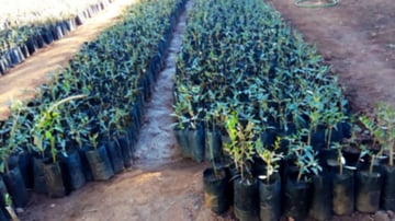 Estore high atlas foundation planting trees