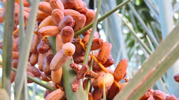 Inaugurating the Solar Pump High Atlas Foundation HAF