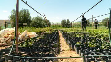 Irrigating sapling at Maskarat nursery Guercif October 2024