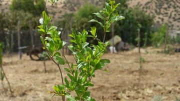 Morocco Reforestation