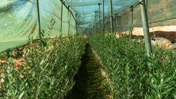 Olive tres in the greenhouse Ouauizight october 2024