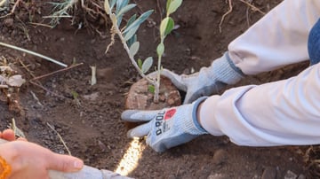 Planting Hope A Journey Toward a Greener Future